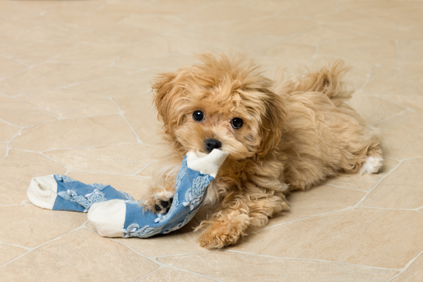 Šteniatko Maltipoo
